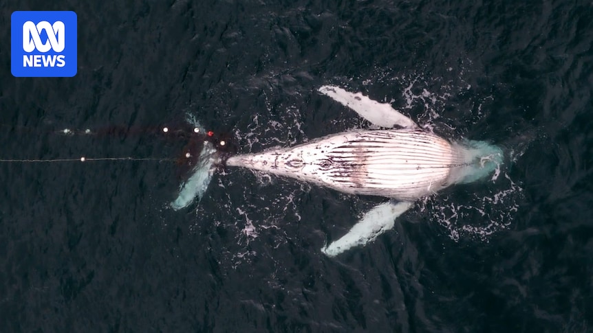 Video of person climbing on dead humpback whale shared with police
