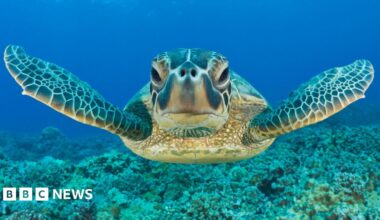 The image shows a sea turtle swimming gracefully underwater, facing the camera with its flippers extended. Beneath the turtle, a coral reef is visible, set against the vibrant blue of the ocean.