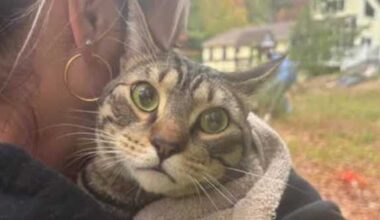 New London firefighter rescues cat stuck in tree for three days