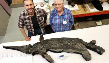 Two ichthyosaur experts stand behind a two metre long skeleton of an ichthyosaur.