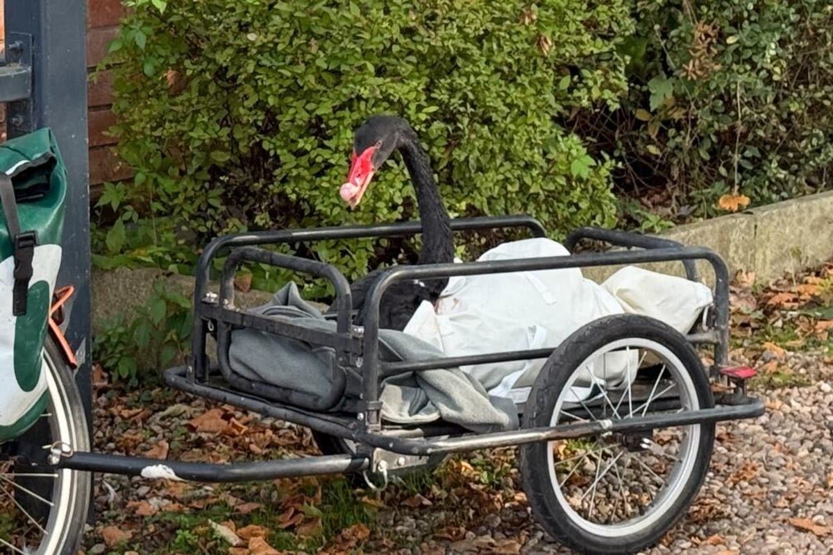 Anti-social black swan evicted after bullying other swans - The Independent