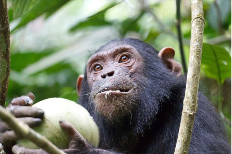 chimpanzee eating