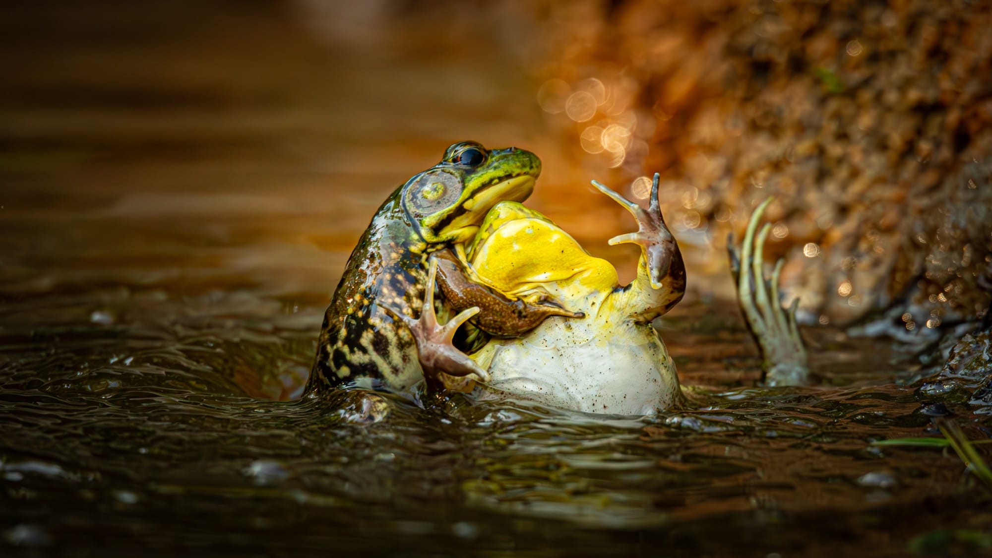 a photo by Grayson Bell of two frogs fighting over territory