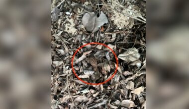 Tiny Baby Hidden In Leaf Pile Is Actually A Critically Endangered Animal