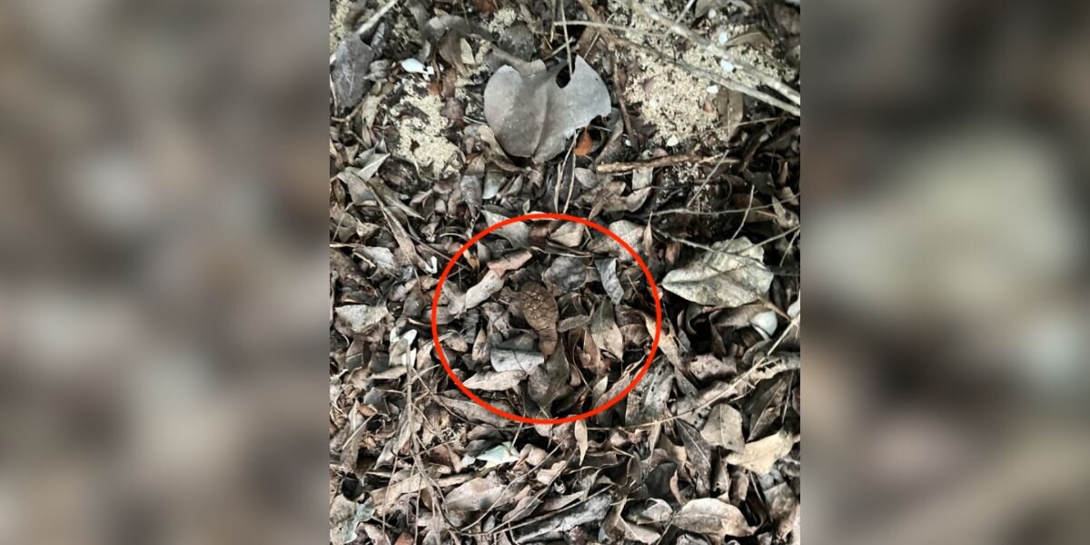 Tiny Baby Hidden In Leaf Pile Is Actually A Critically Endangered Animal