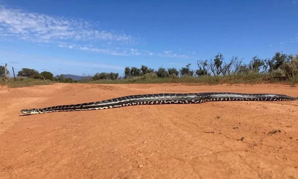 Carpet python in Gawler Ranges National Park.