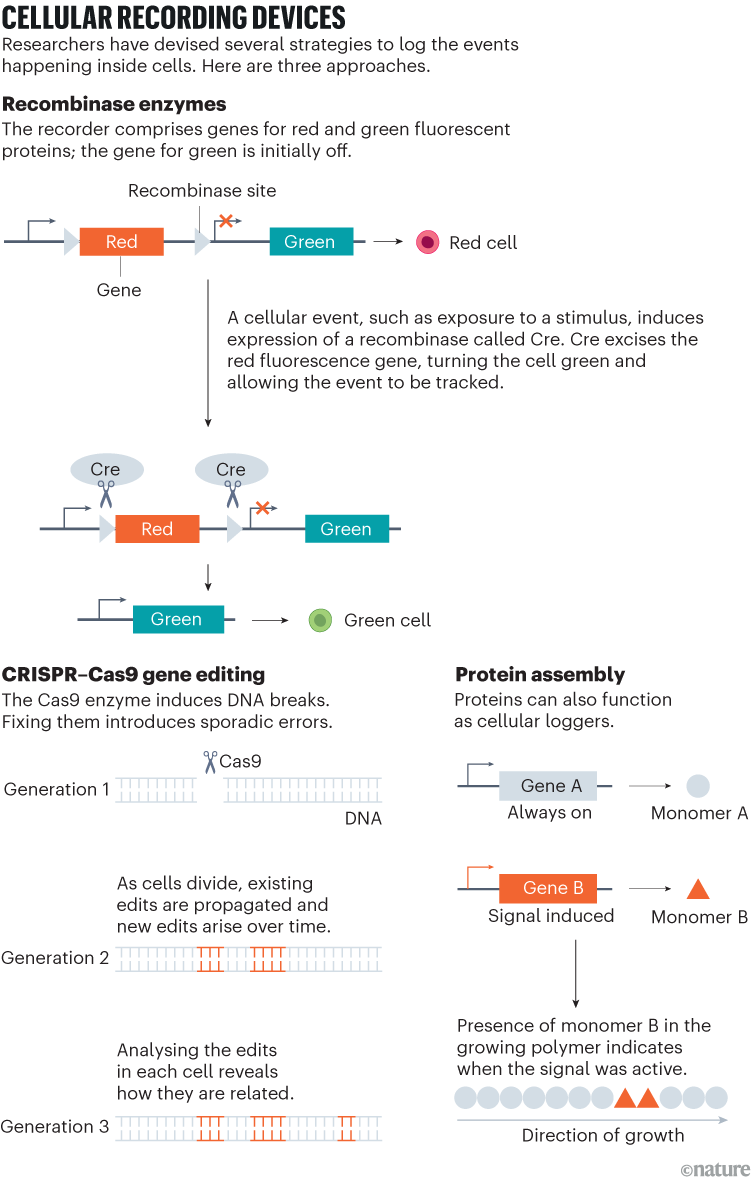 Cell recording devices. An explainer graphic showing three different approaches to logging events within cells. The first is recombinase enzymes, below that CRISPR-Cas9 gene editing and protein assembly.
