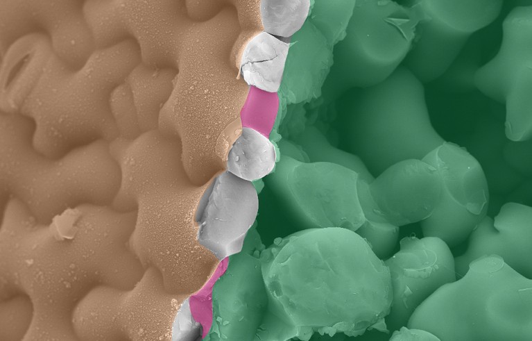 Cryo-fracture scanning electron microscopy image of Arabidopsis thaliana cotyledon tissue, false-colored to distinguish the exterior, internal and anticlinal cell walls of the epidermal layer