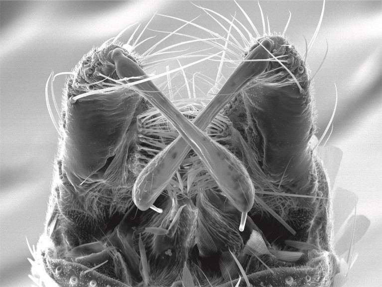 A black and white microscopy photograph of the external genitalia of male mosquito, with the gonostyli in an 'X' shape.