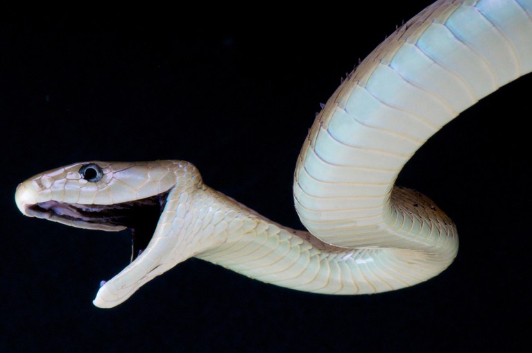 A black mamba snake hangs coiled against a black background with its mouth open.