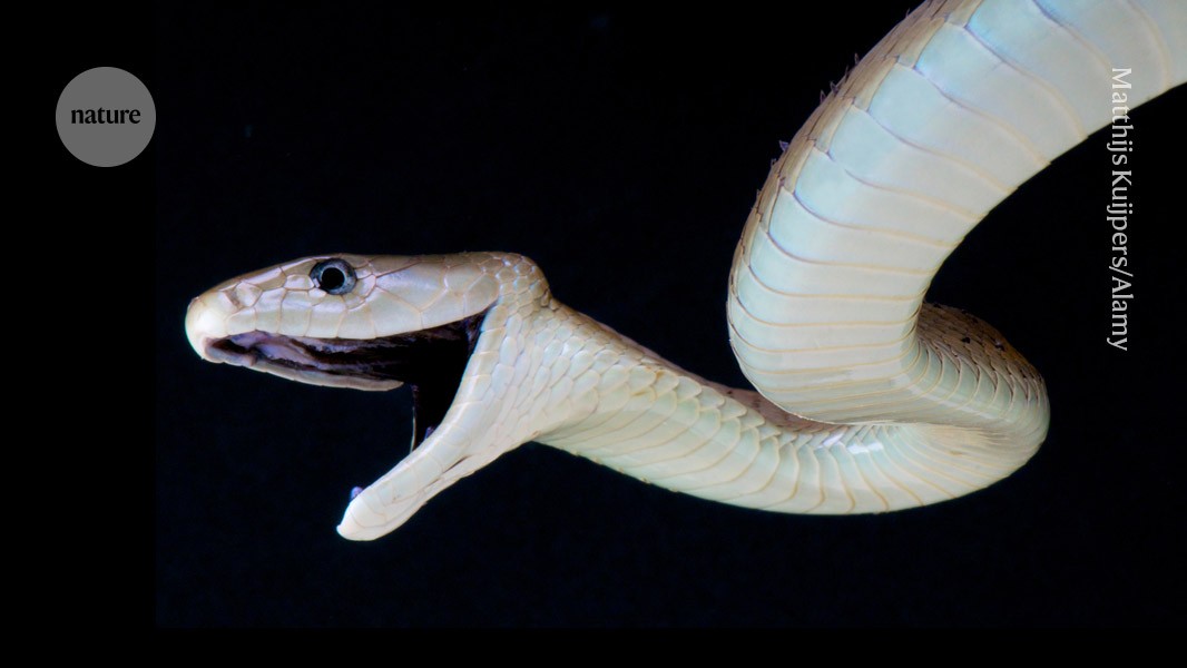 Single antivenom protects against 17 different snakebites