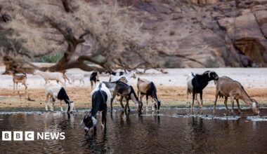 Goats drink water in Chad's Ennedi Natural and Cultural Reserve
