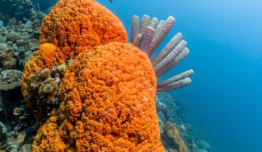 At 541 Million Years Old, These Might Be The First Animals On Planet Earth