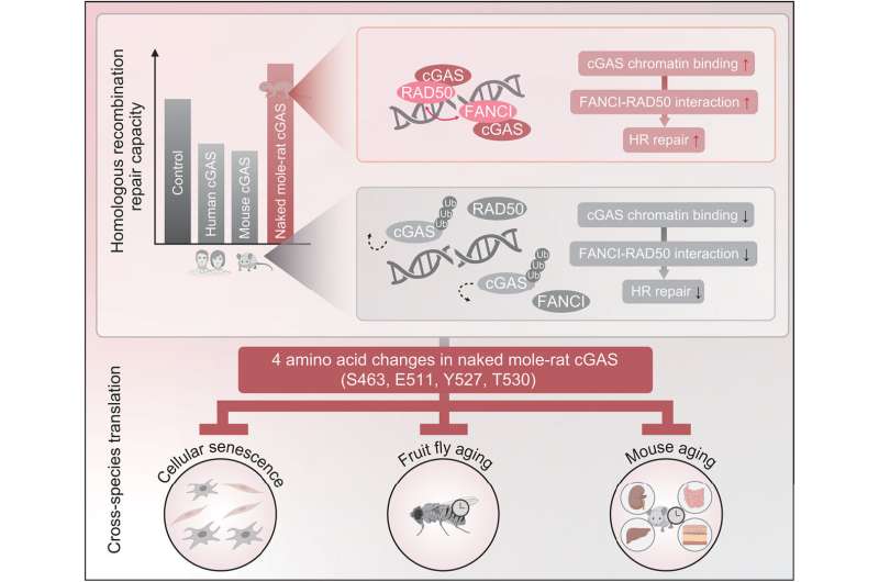 DNA repair mechanisms help to explain why naked mole-rats live a long life