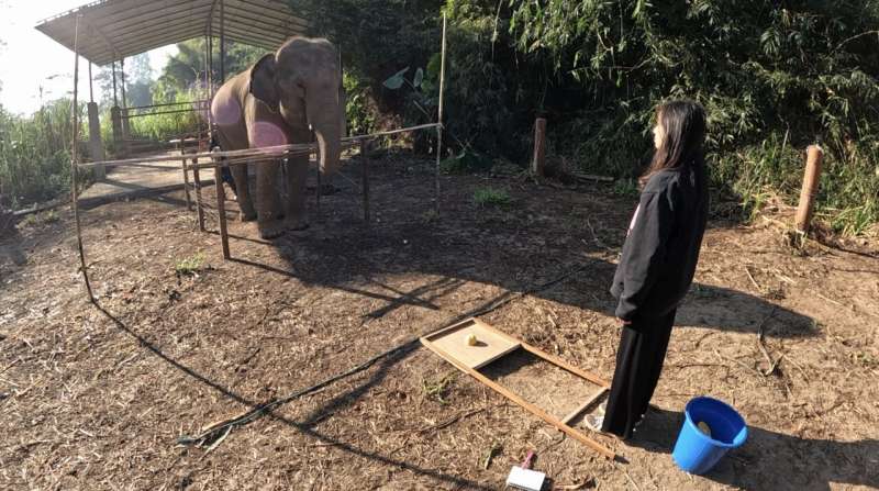 Do elephants know when we're looking at them?