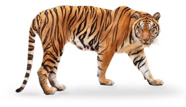 Tiger's Critical Depletion and Hopeful Recovery in Asia