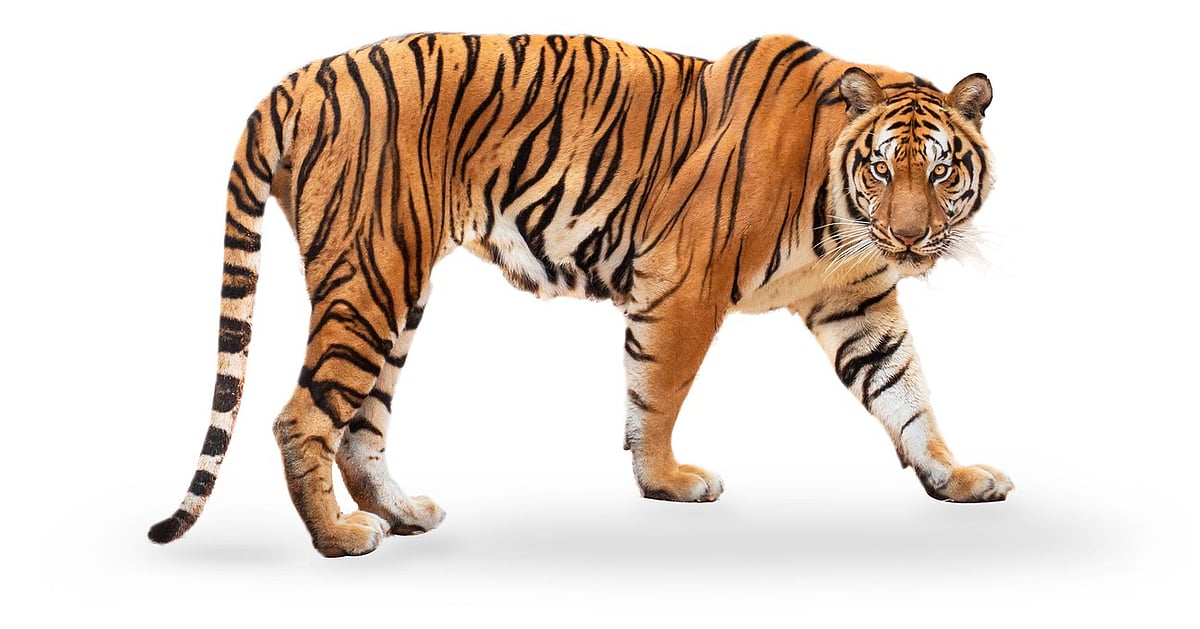 Tiger's Critical Depletion and Hopeful Recovery in Asia