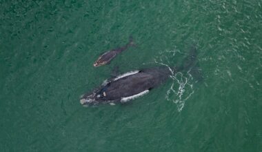 Southern Right Whales Signal Ocean Health Crisis