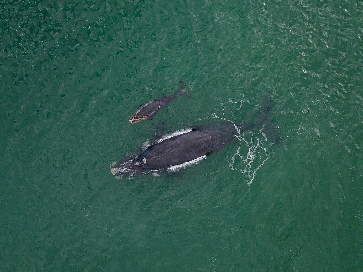 Southern Right Whales Signal Ocean Health Crisis