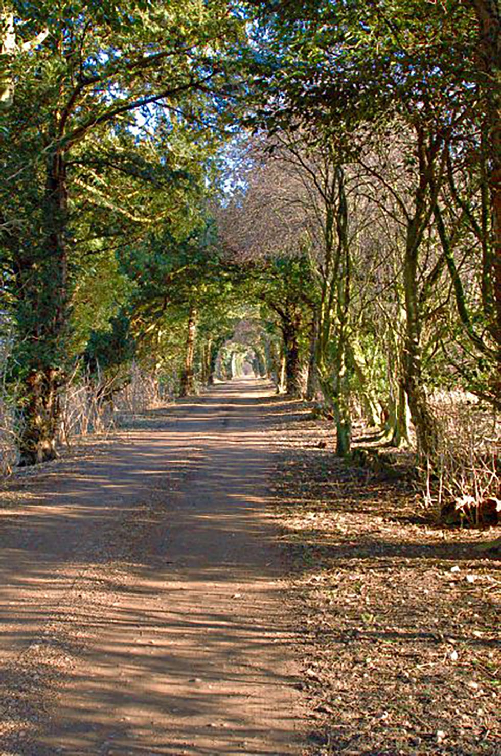 pathway lined with trees creating a natural tunnel