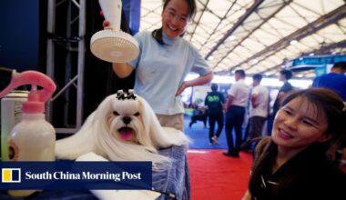New materials, caring for pets and elderly emerge as bright spots in China’s job market