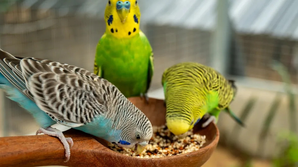 Three adorable Budgies enjoy a birdseed meal in the cage.Image via Shutterstock&sol;ploypemuk