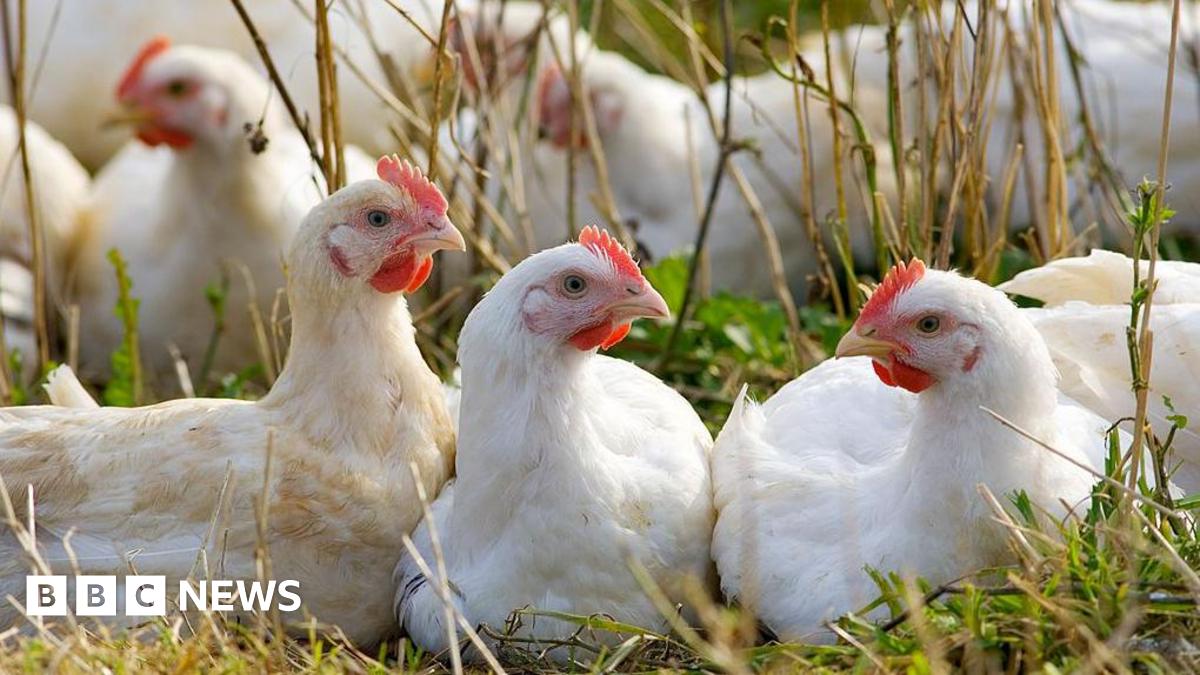 Several white hens sitting on a field.