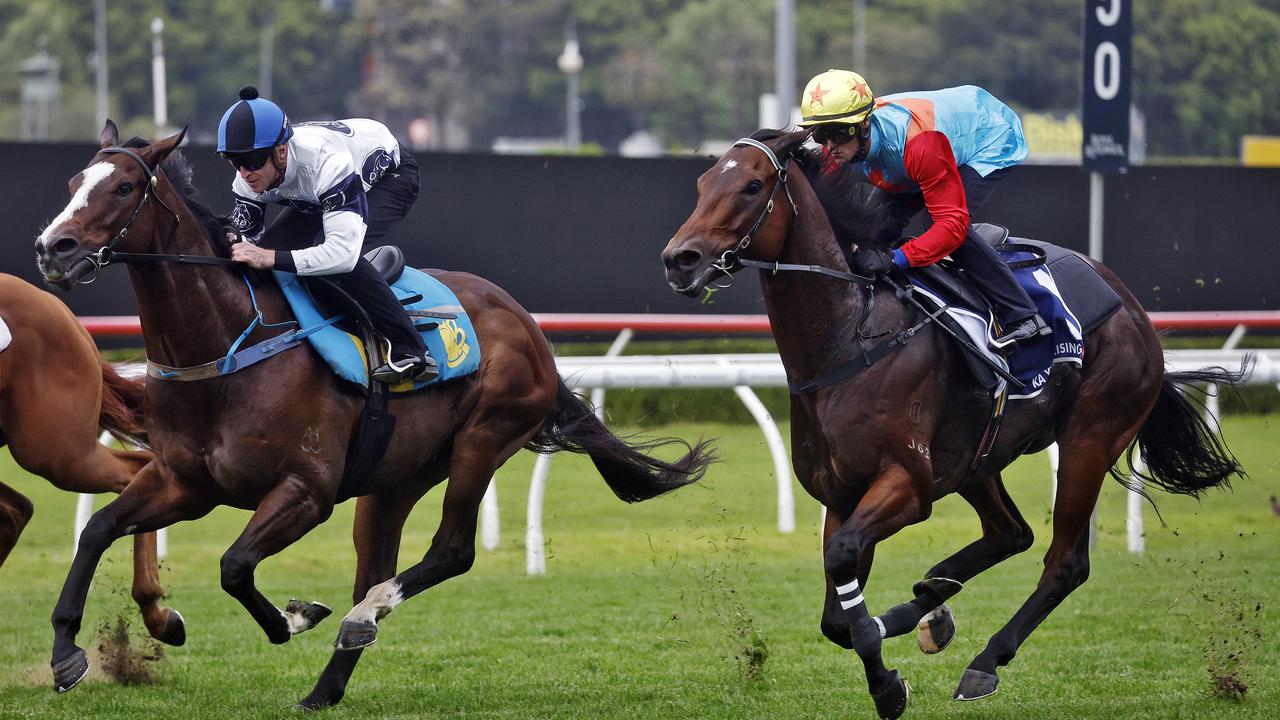 Ka Ying Rising trials in Sydney, reaction video, odds, David Hayes on trial at Randwick, when is The Everest? news, analysis