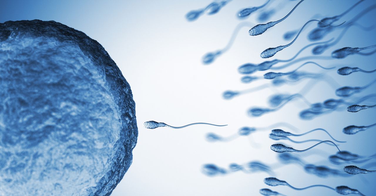 Sperm From Older Men Have More Genetic Mutations