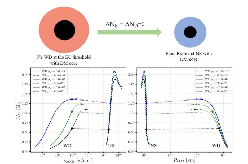 The upper panel shows two snapshots: (1) a neon white dwarf reaching the threshold mass to trigger the electron-capture supernova while containing a dark-matter core (represented in black circle), and (2) the resulting neutron star remnant. In this transition, both baryon number (NB) and dark-matter (ND) content are conserved, no material is added or lost. Note that the ordinary matter fluid also occupies the region of the dark matter core, as the two fluids interact solely through gravity and can therefore coexist and interpenetrate. (Sizes of the two stars are not drawn to scale). The lower panel maps the initial and final stellar configurations (diamond symbol on each curve connected by the dash-dotted line) at fixed and equal dark matter fraction (curves with the same color): the left plot shows the stellar mass vs ordinary matter fluid central density, while the right plot shows the mass–radius (of the ordinary matter distribution) relationships. Credit: Vishal Parmar, Domenico Scordino, and Ignazio Bombaci. Exploring how dark matter alters electron-capture supernovae and the birth of neutron stars