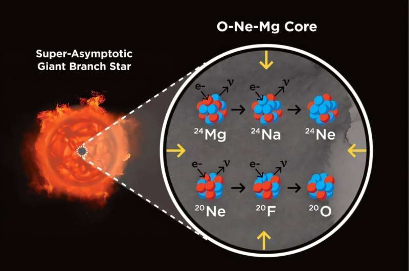 Artist impressions of a super-asymptotic giant branch star (left) and its core (right) made up of oxygen (O), neon (Ne), and magnesium (Mg). A super-asymptotic giant branch star is the end state of stars in a mass range of around 8–10 solar masses, whose core is pressure supported by electrons (e-). When the core becomes dense enough, neon and magnesium start to eat up electrons (so called electron-capture reactions), reducing the core pressure and inducing an electron capture supernova explosion. Credit: S. Wilkinson; Las Cumbres Observatory (lco.global/news/a-new-type-of-supernova-illuminates-an-old-mystery/) Exploring how dark matter alters electron-capture supernovae and the birth of neutron stars