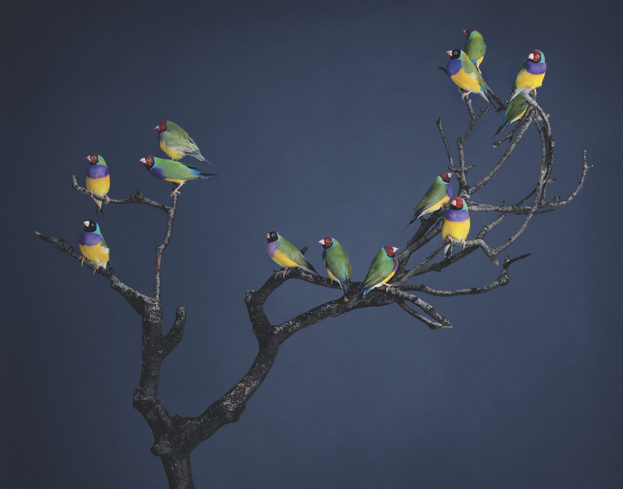 a photo by Leila Jeffreys of numerous parakeets on a branch against a blue background