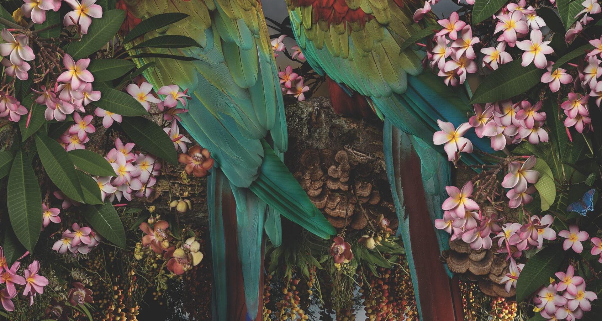 a photo by Joseph McGlennon of two parrots amid pink flowers