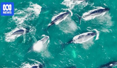 Male humpback whales race in pursuit of female during east coast migration
