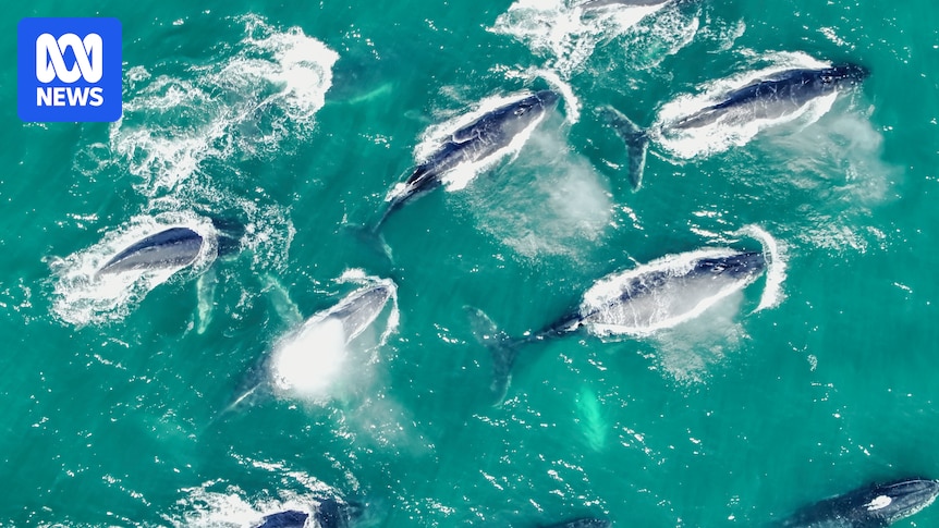 Male humpback whales race in pursuit of female during east coast migration