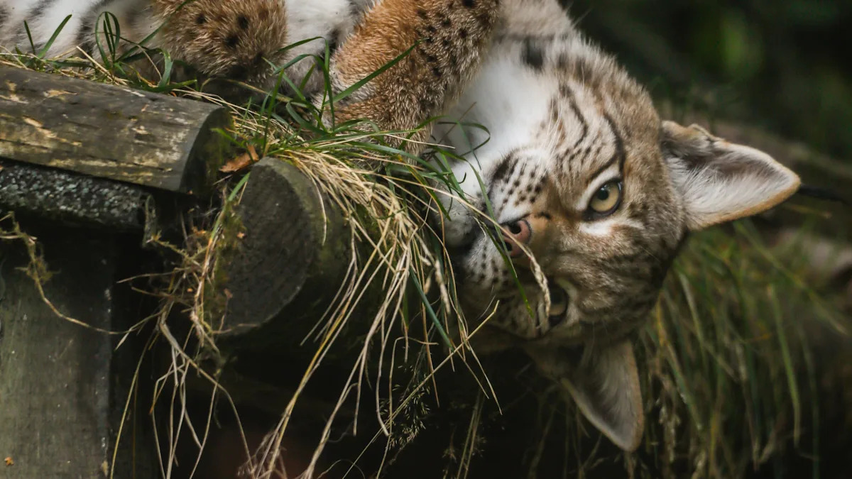 Trio of rescued lynx settling ‘incredibly well’ into new home, keepers say