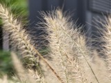 Tele macro photos - f/3.0, ISO 200, 1/100s - Xiaomi 15T Pro review