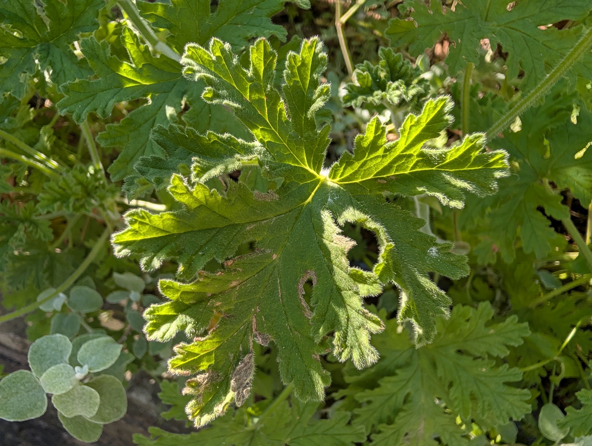 Google Pixel 10 Pro XL macro sample.