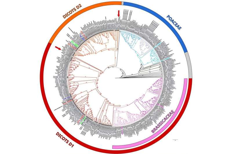 Credit: Horticulture Research (2024). DOI: 10.1093/hr/uhae334 How a prehistoric genetic split helped plants conquer polluted soils
