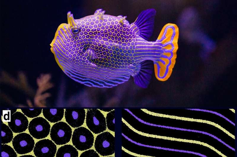 How animals get their spots, and why they are beautifully imperfect