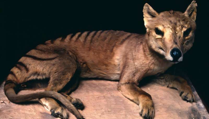 How humans reshaped the animal world