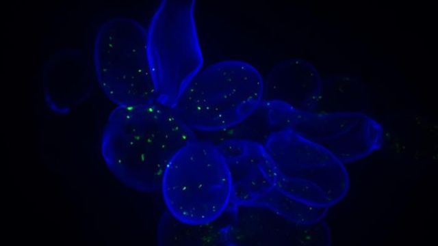 Map Reveals How DNA Mutations Drive Resistance