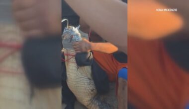 Group wrangles 12-foot alligator outside GA McDonald’s – WSB-TV Channel 2