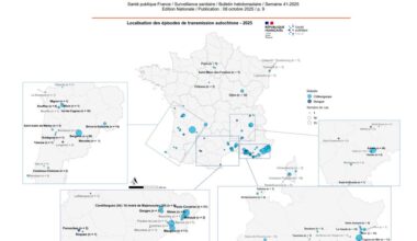 Local chikungunya cases top 700