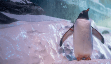Calls grow to free penguins held 'without sunlight' at London Aquarium