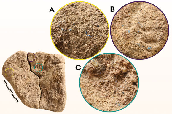 The three areas of blue residue present on the sandstone layer of the stone artifact from Mühlheim-Dietesheim, Germany. Image credit:  Wisher et al., doi: 10.15184/aqy.2025.10184.