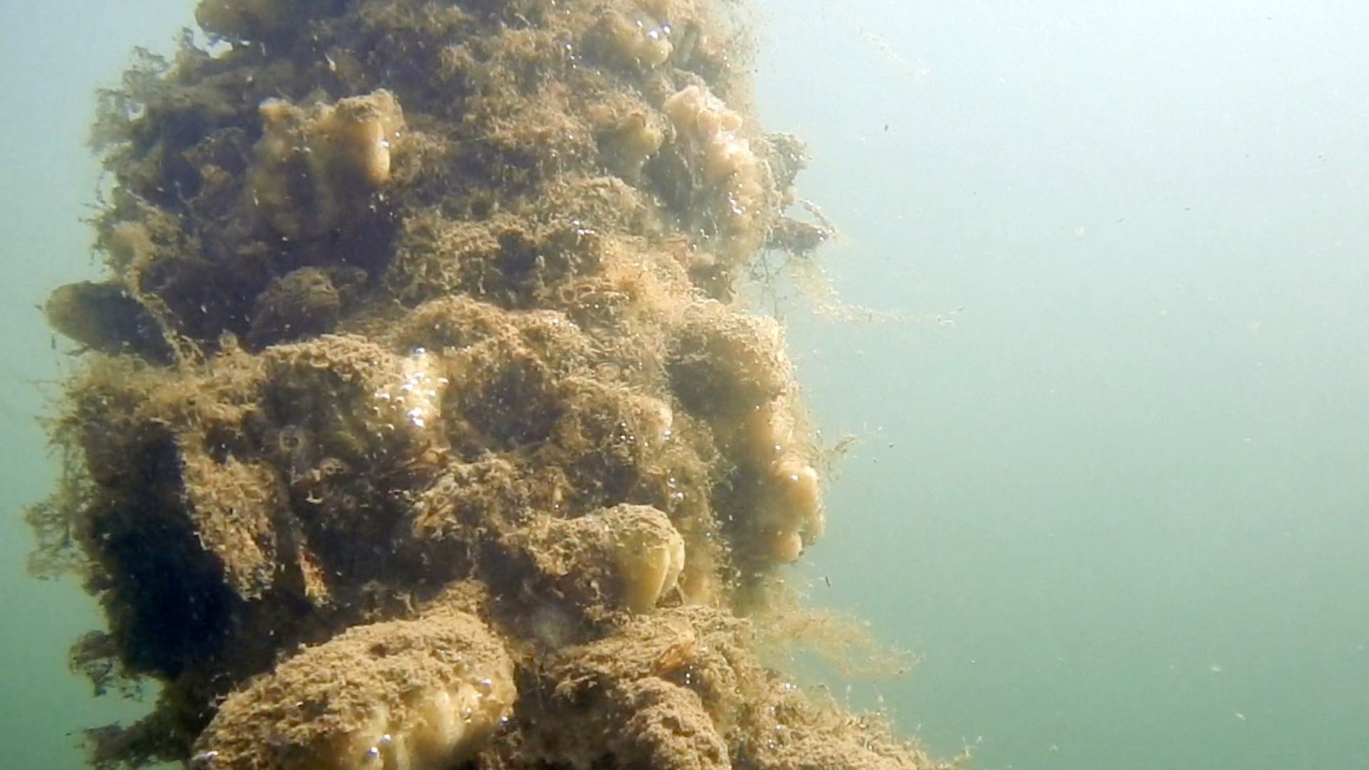 What it takes to make osmotic power work at scale Bacteria, algae, and other aquatic life has formed thick films on the surface of an electric cable which is buried under it.