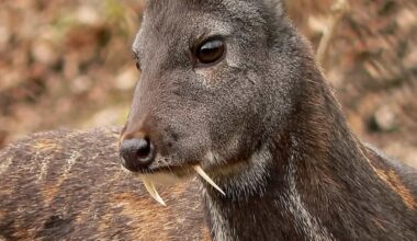 The Vampire Deer Are Real -- And They're Horrifyingly Cute
