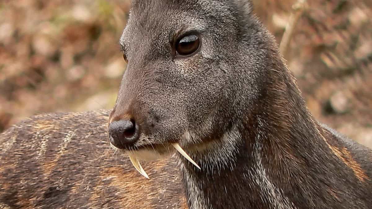 The Vampire Deer Are Real -- And They're Horrifyingly Cute
