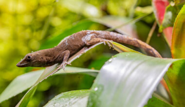 Lizard Genetics Are Giving Scientists A Completely New Model For Evolution